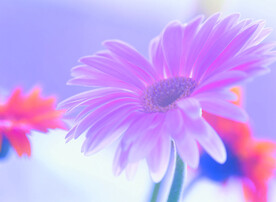洋甘菊 菊花