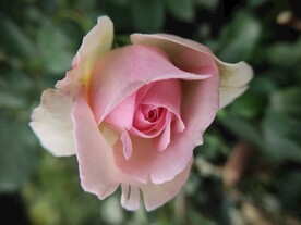 月季花