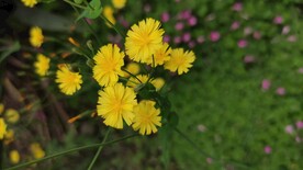 小黄花