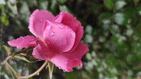 雨中花