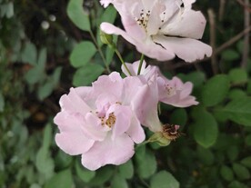 月季花
