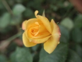 月季花