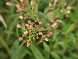 小花
