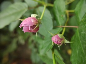 月季花