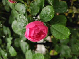 月季花