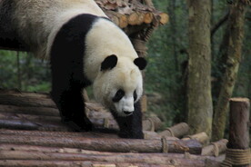 熊猫
