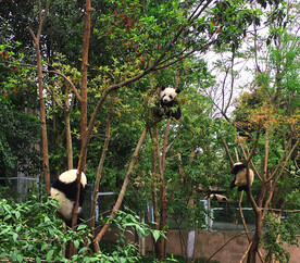 熊猫