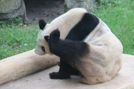 熊猫