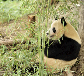 熊猫