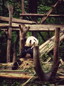 熊猫