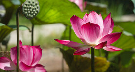 荷花场景特写图