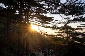 黄山松间日出