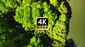 航拍海岸边树林