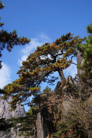 黄山送客松