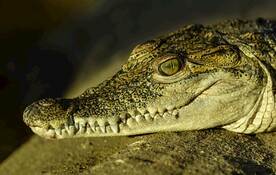 鳄鱼