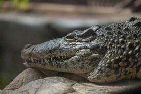 鳄鱼