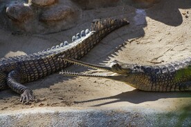 鳄鱼