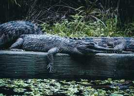 鳄鱼