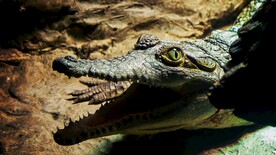 鳄鱼