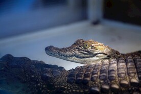 鳄鱼