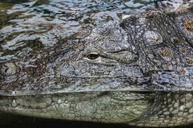 鳄鱼