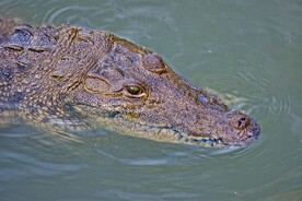 鳄鱼