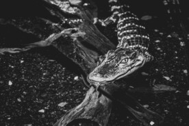 鳄鱼