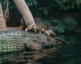 鳄鱼
