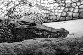 鳄鱼