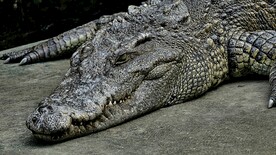 鳄鱼