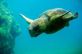 海龟