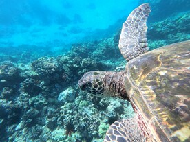 海龟