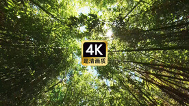 仰视角拍摄竹林美景