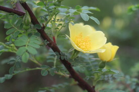 黄色海棠花
