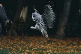 动物篇·天上飞的