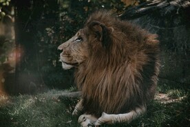 狮子