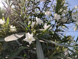 夹竹桃