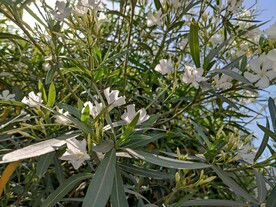 夹竹桃