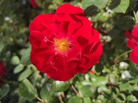 月季花