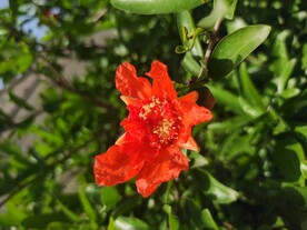 石榴花