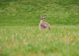 兔子