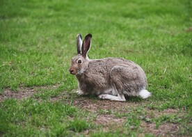 兔子