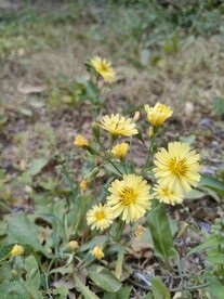 路边的黄色小野花