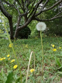 绿草地蒲公英和树枝树干