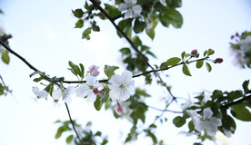 小花