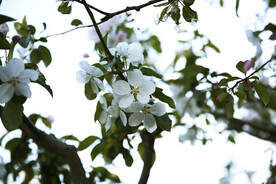 小花