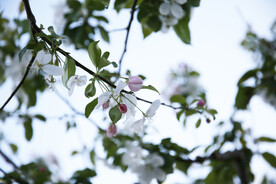 小花