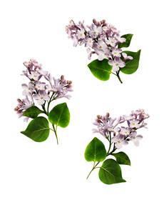 素材花