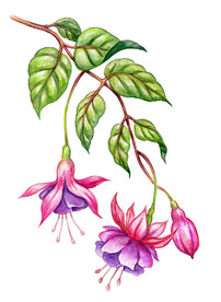 素材花