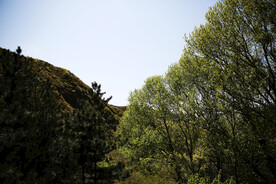 山林